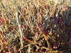 Salicornia perennis
