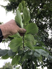Ulmus rubra