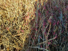 Salicornia perennis