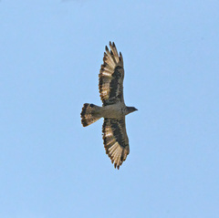 Aquila spilogaster