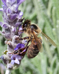 Apis mellifera