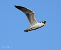 Larus michahellis