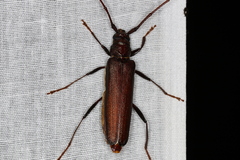 Xystrocera virescens