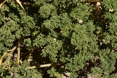 Argylia adscendens