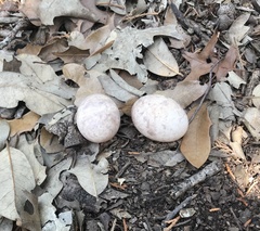 Antrostomus carolinensis