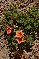 Argylia adscendens