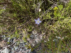 Wahlenbergia pygmaea