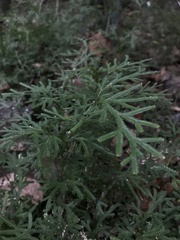 Selaginellales