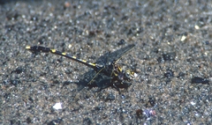 Progomphus obscurus