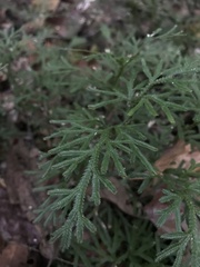 Selaginellales