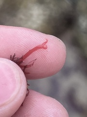 Acrosorium ciliolatum