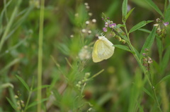 Eurema elathea