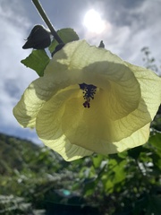 Hibiscus ludwigii