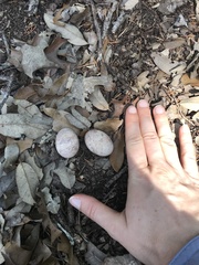 Antrostomus carolinensis