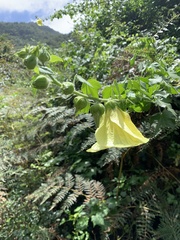 Hibiscus ludwigii