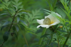 Eurema elathea