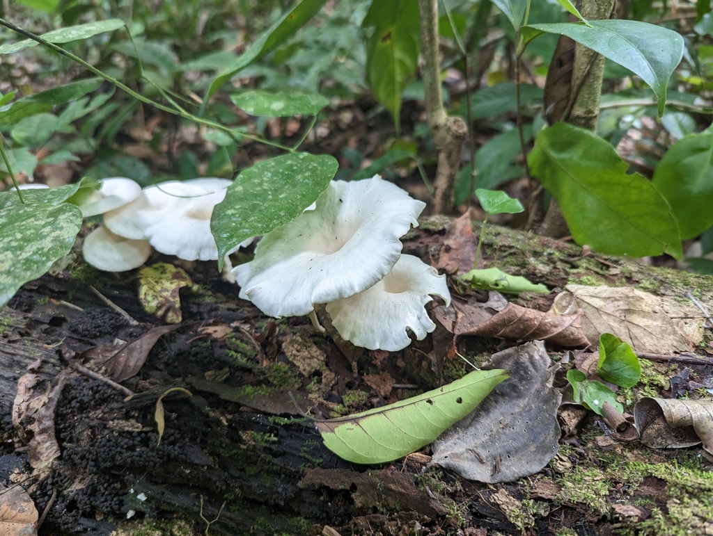 Lentinus sajor-caju · December 2022 · photo: © jayparoline (iNaturalist, cc-by)