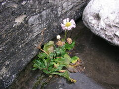 Erigeron philadelphicus provancheri