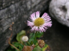 Erigeron philadelphicus provancheri