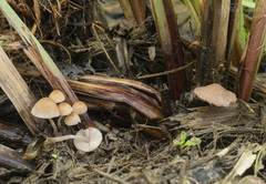 Psathyrella thujina