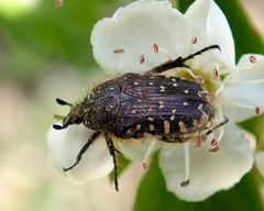 Oxythyrea funesta