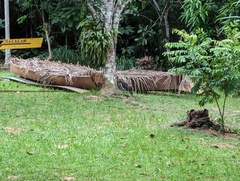 Micrastur semitorquatus