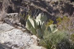 Opuntia rufida