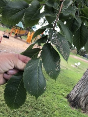 Ulmus rubra