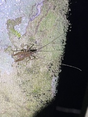 Macropathinae