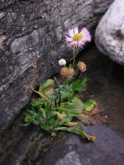 Erigeron philadelphicus provancheri