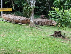 Micrastur semitorquatus