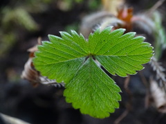 Potentilla sterilis