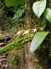 Brassia arcuigera