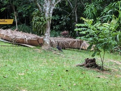 Micrastur semitorquatus