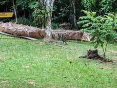 Micrastur semitorquatus