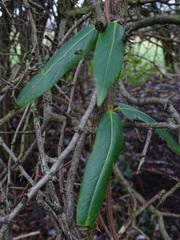 Lonicera acuminata