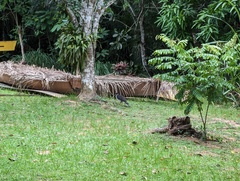 Micrastur semitorquatus