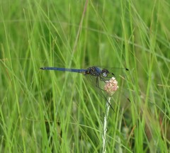 Trithemis dorsalis