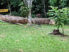 Micrastur semitorquatus