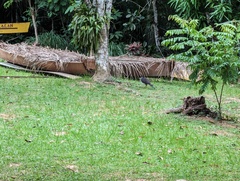 Micrastur semitorquatus