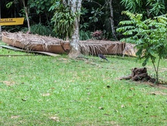 Micrastur semitorquatus