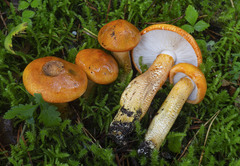 Tricholoma aurantium