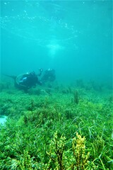 Sepioteuthis australis