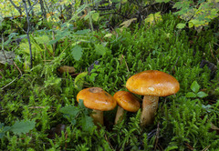 Tricholoma aurantium