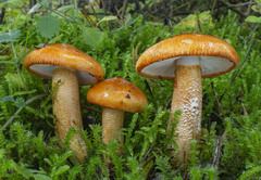 Tricholoma aurantium
