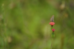 Hemiargus hanno