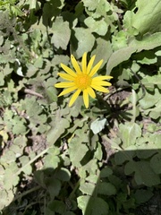 Arctotheca prostrata