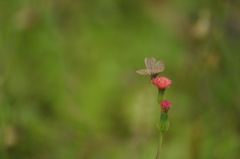Hemiargus hanno