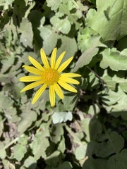 Arctotheca prostrata