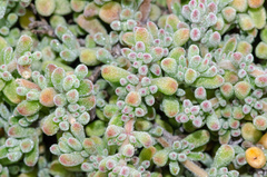 Mesembryanthemum nodiflorum